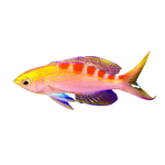 [PH] Flavo Anthias (Paranthias Fulvoguttatus)