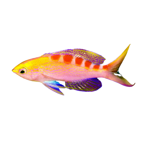[PH] Flavo Anthias (Paranthias Fulvoguttatus)