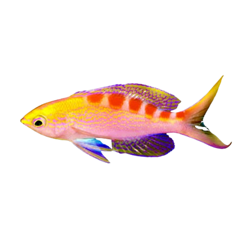 [PH] Flavo Anthias (Paranthias Fulvoguttatus)