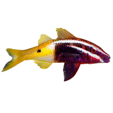 [PH] Bicolor Goatfish (Parupeneus Barberinoides)