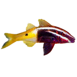 [PH] Bicolor Goatfish (Parupeneus Barberinoides)