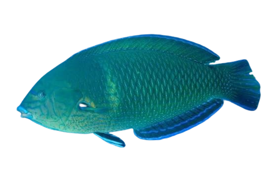 [SL] Green Wrasse (Anampses Caeruleopunctatus)