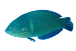 [SL] Green Wrasse (Anampses Caeruleopunctatus)