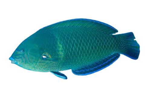 [SL] Green Wrasse (Anampses Caeruleopunctatus)