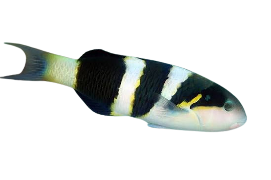 [MAL] Jansen's Wrasse (Thalassoma Jansenii)