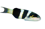 [MAL] Jansen's Wrasse (Thalassoma Jansenii)