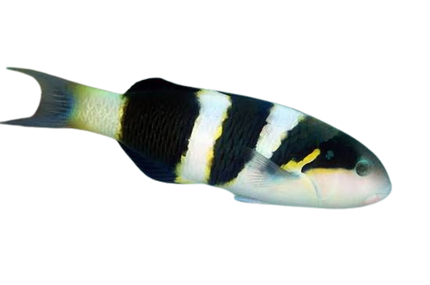 [MAL] Jansen's Wrasse (Thalassoma Jansenii)