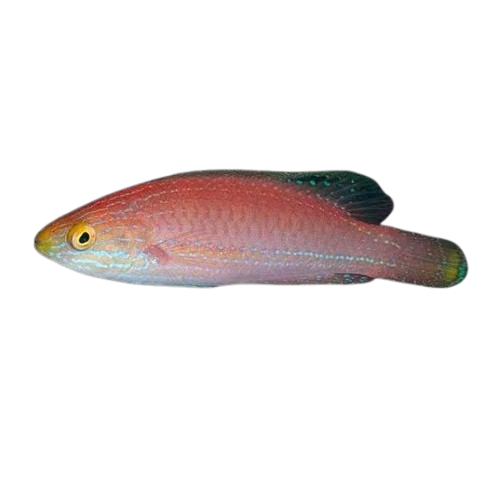 [PH] Kato's Fairy Wrasse (Pseudocheilinus Katoi)