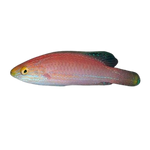 [PH] Kato's Fairy Wrasse (Pseudocheilinus Katoi)