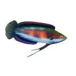[PH] Katherine Wrasse (Cirrhilabrus Katherinae)