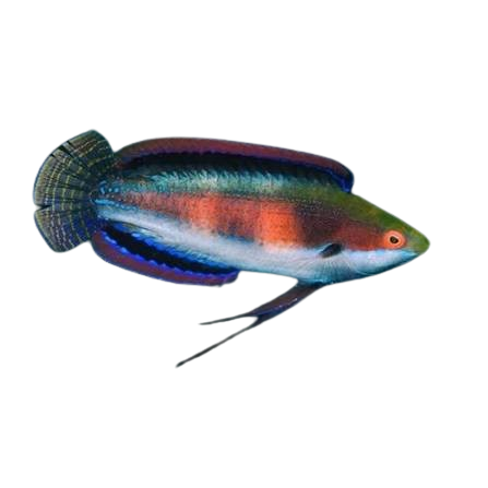 [PH] Katherine Wrasse (Cirrhilabrus Katherinae)