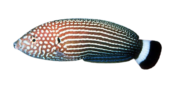 [MAL] Lined Wrasse (Anampses Lineatus)