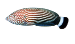 [MAL] Lined Wrasse (Anampses Lineatus)