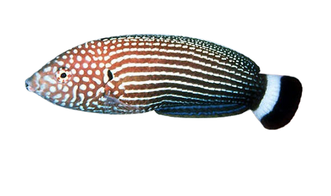 [MAL] Lined Wrasse (Anampses Lineatus)