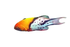 [MAL] Lyretail Hogfish (Bodianus Anthioides)