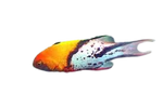[MAL] Lyretail Hogfish (Bodianus Anthioides)