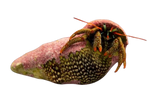 [CA] Mexican Hermit Crab (Clibanarius Digueti)