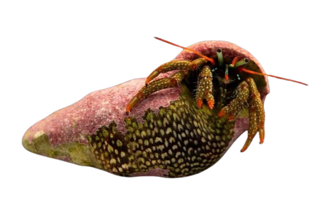 [CA] Mexican Hermit Crab (Clibanarius Digueti)