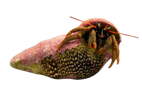 [CA] Mexican Hermit Crab (Clibanarius Digueti)