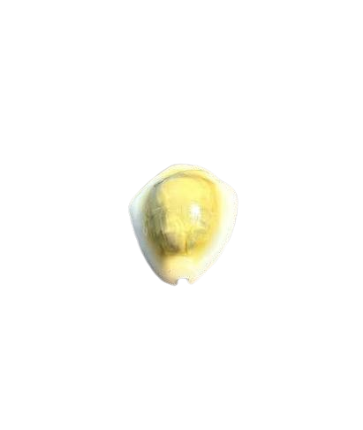 [BA] Money Cowrie (Monetaria Moneta)