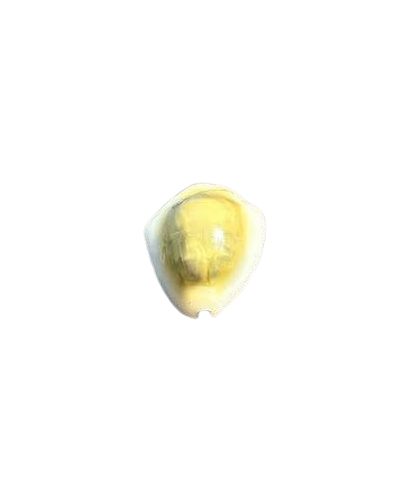 [BA] Money Cowrie (Monetaria Moneta)