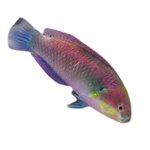 [PH] Moyeri Wrasse (Macropharyngodon Moyeri)
