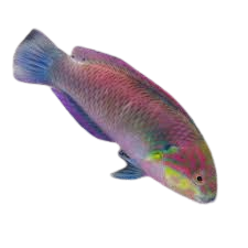 [PH] Moyeri Wrasse (Macropharyngodon Moyeri)