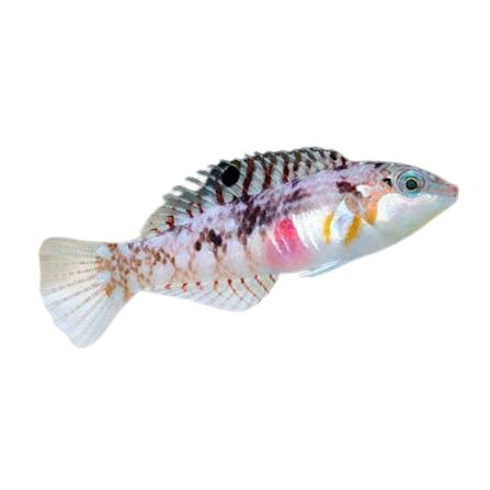 [SL] Picture Wrasse (Halichoeres Nebulosus)
