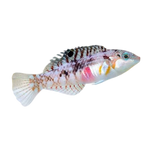 [SL] Picture Wrasse (Halichoeres Nebulosus)