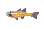 [PH] Orange-Lined Cardinalfish (Apogon Properuptus)
