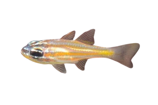 [PH] Orange-Lined Cardinalfish (Apogon Properuptus)