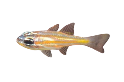 [PH] Orange-Lined Cardinalfish (Apogon Properuptus)