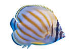 [PH] Ornate Butterflyfish (Chaetodon Ornatissimus)