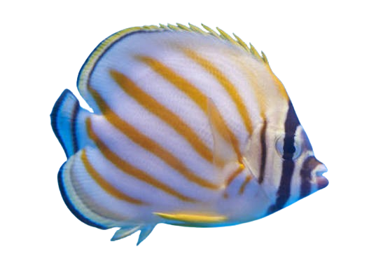 [PH] Ornate Butterflyfish (Chaetodon Ornatissimus)