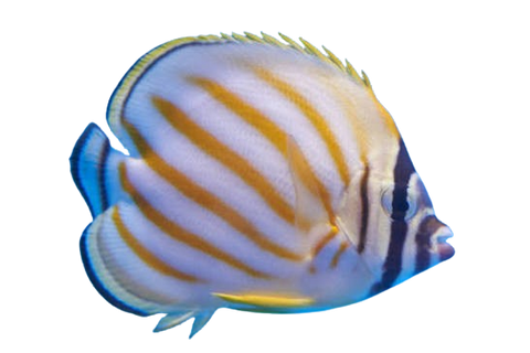 [PH] Ornate Butterflyfish (Chaetodon Ornatissimus)