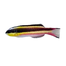 [CA] Cortez Rainbow Wrasse Female (Thalassoma Lucasanum C)