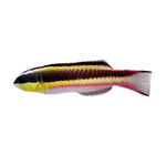 [CA] Cortez Rainbow Wrasse Female (Thalassoma Lucasanum C)