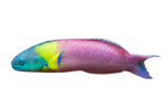 [CA] Paddlefin Wrasse Male (Thalassoma Lucasanum C)