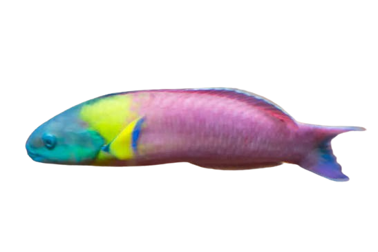 [CA] Paddlefin Wrasse Male (Thalassoma Lucasanum C)