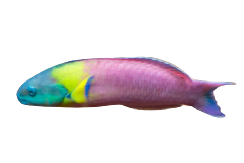 [CA] Paddlefin Wrasse Male (Thalassoma Lucasanum C)