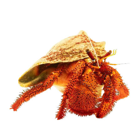 [PH] Red Leg Hermit Crab (Dardanus Megistos)