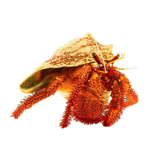 [PH] Red Leg Hermit Crab (Dardanus Megistos)