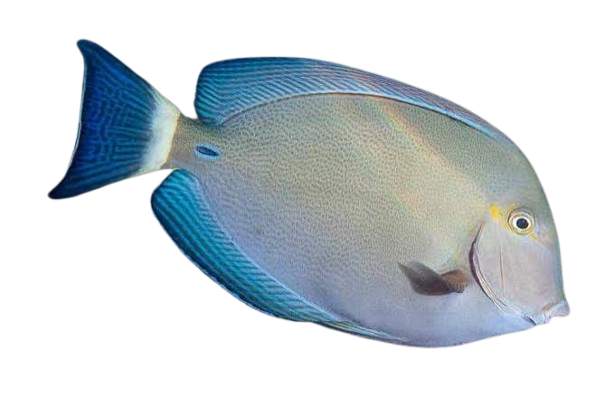 [MAL] Ringtail Surgeonfish (Acanthurus Blochii)