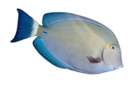 [MAL] Ringtail Surgeonfish (Acanthurus Blochii)