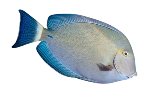 [MAL] Ringtail Surgeonfish (Acanthurus Blochii)