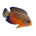 [PH] Rusty Angelfish (Centropyge Ferrugatus)
