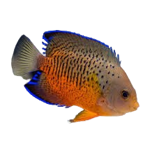 [PH] Rusty Angelfish (Centropyge Ferrugatus)