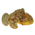 [SL] Sargassum Fish (Histrio Histrio)