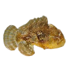 [SL] Sargassum Fish (Histrio Histrio)