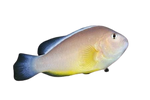 [BA] Skunk Clownfish (Amphiprion Akallopisos)